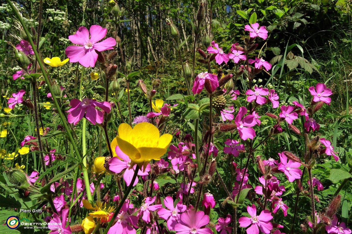 29 Fiori di silene dioica con ranuncolo.JPG